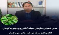 آغاز برداشت مرحله دوم گیاه حنا در جنوب کرمان